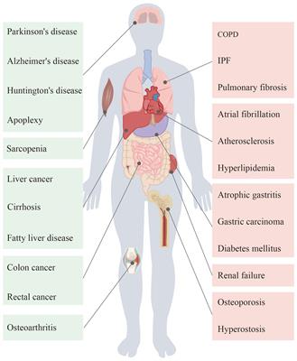 The impact of ageing mechanisms on musculoskeletal system diseases in the elderly
